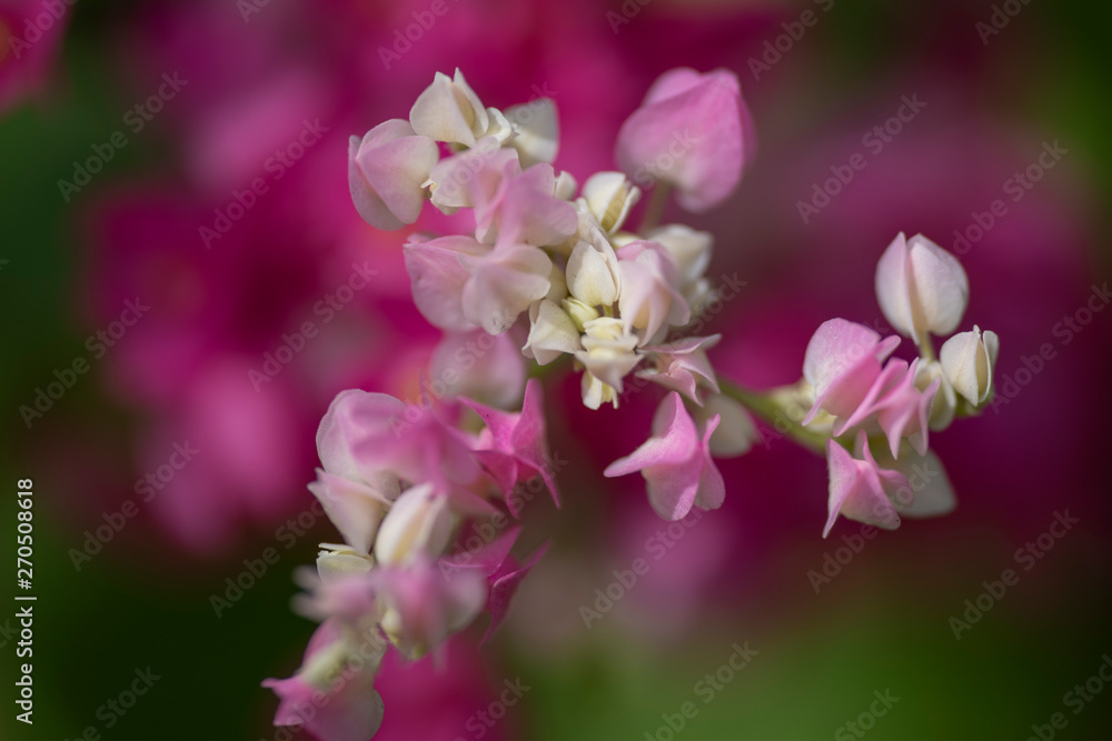 Clerodendrum Thompson (lat. Clerodendrum thomsonae) - flowers close-up.