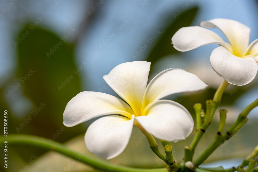 Plumeria - a white flower close-up in natural light. Plumeria - a white flower close-up in natural light.