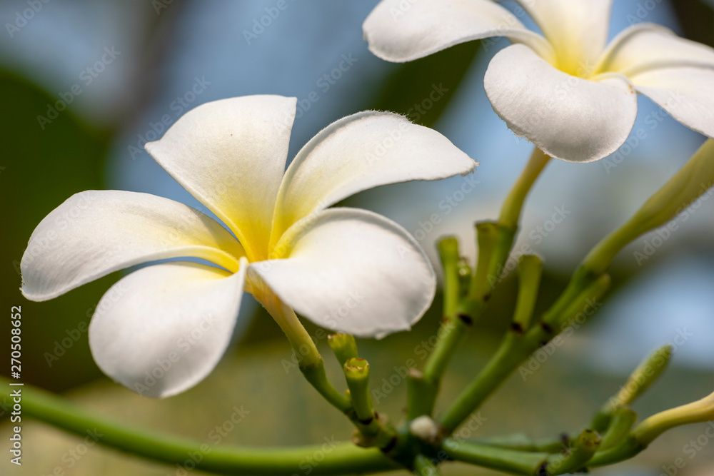 Plumeria - a white flower close-up in natural light.