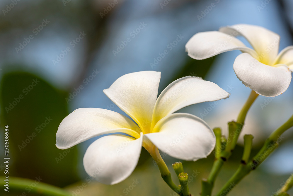 Plumeria - a white flower close-up in natural light. Plumeria - a white flower close-up in natural light.