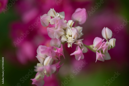 Clerodendrum Thompson (lat. Clerodendrum thomsonae) - flowers close-up. © faustasyan