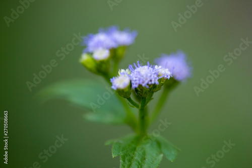 Closeup of small purple flowers of Vernonia plant.