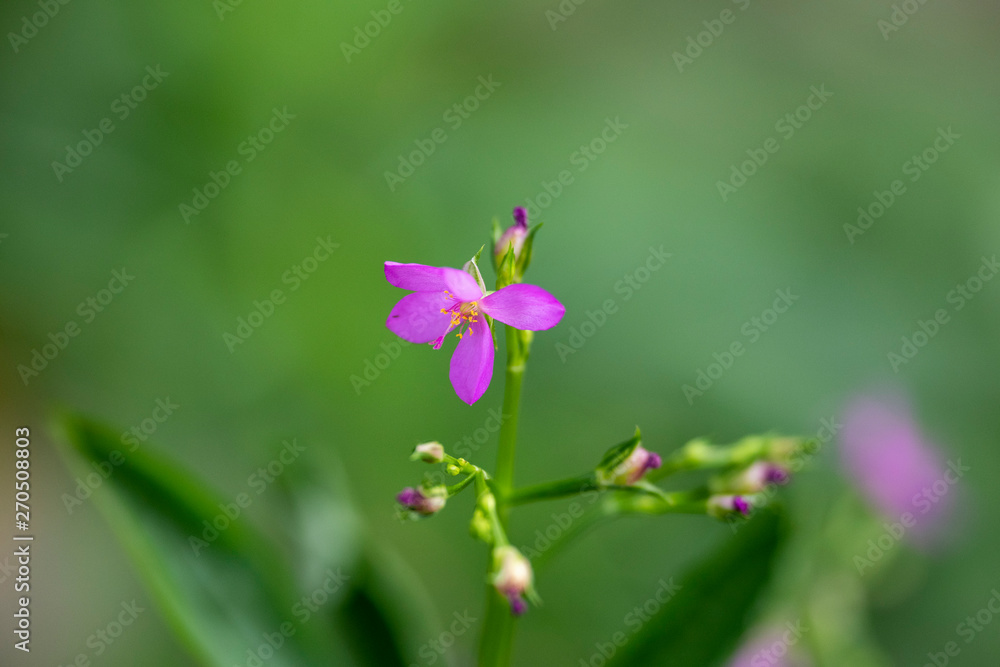 Violet Talinum flower close-up in natural light. Violet Talinum flower close-up in natural light.