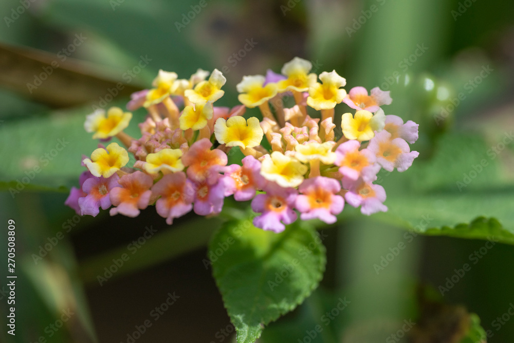 Multi-colored flowers of the plant Lantana close-up in natural light. Multi-colored flowers of the plant Lantana close-up in natural light.