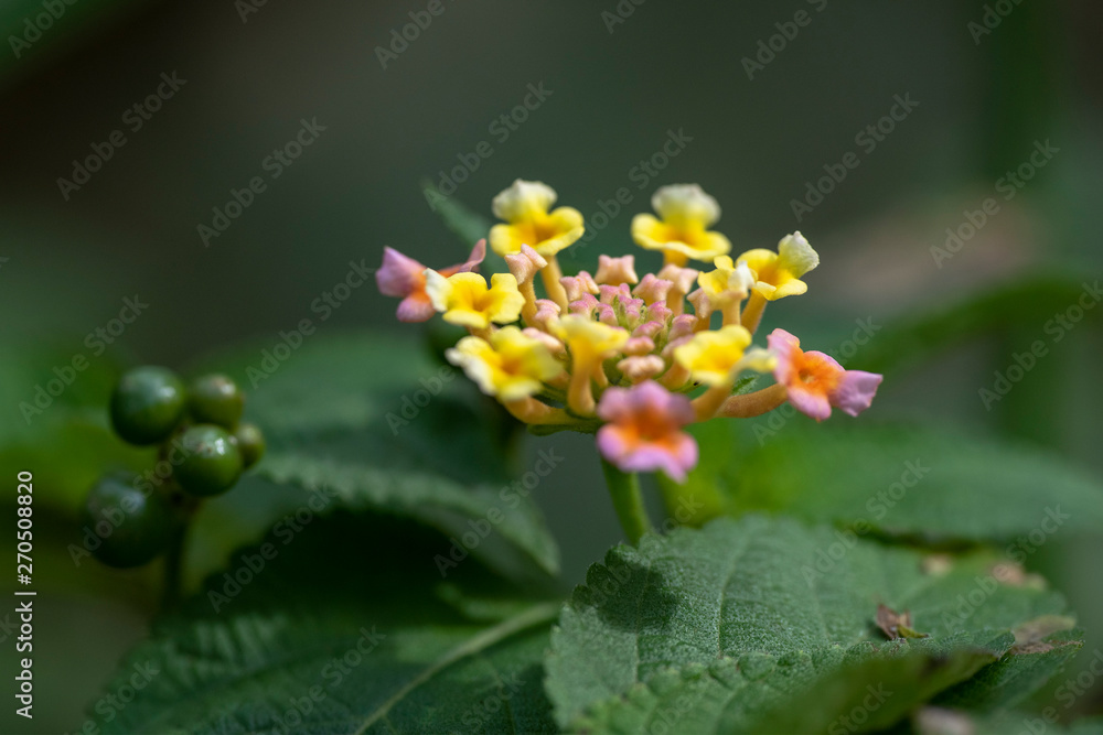 Multi-colored flowers of the plant Lantana close-up in natural light. Multi-colored flowers of the plant Lantana close-up in natural light.