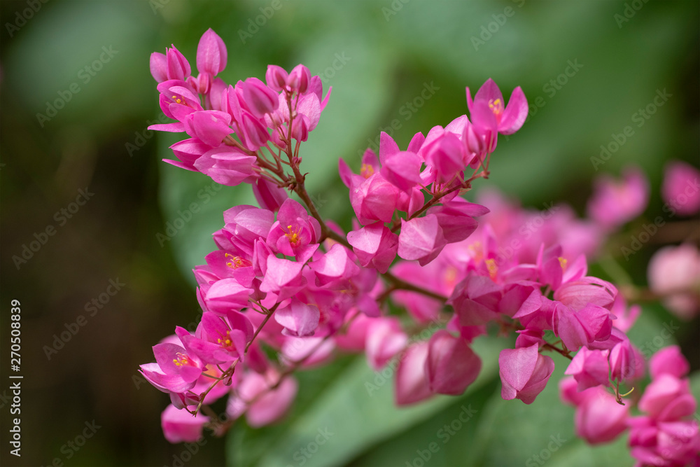 Fototapeta premium Clerodendrum Thompson (lat. Clerodendrum thomsonae) - flowers close-up.