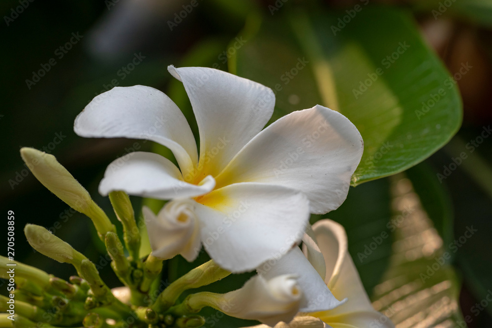 Obraz premium Plumeria - a white flower close-up in natural light.