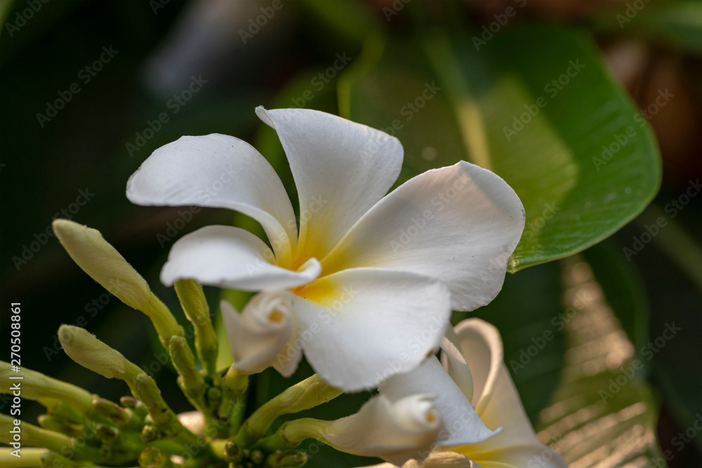 Fototapeta premium Plumeria - a white flower close-up in natural light.