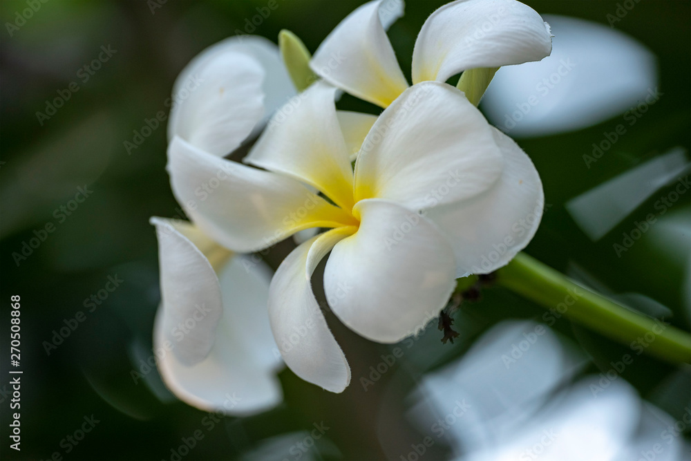 Plumeria - a white flower close-up in natural light. Plumeria - a white flower close-up in natural light.