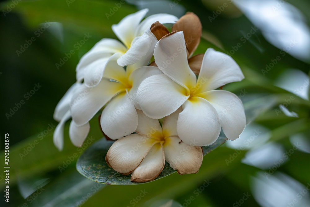 Obraz premium Plumeria - a white flower close-up in natural light.
