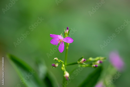 Violet Talinum flower close-up in natural light.