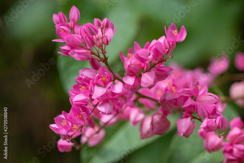 Clerodendrum Thompson (lat. Clerodendrum thomsonae) - flowers close-up.