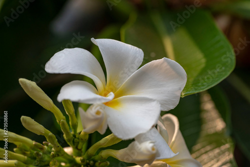 Plumeria - a white flower close-up in natural light.