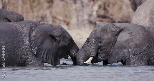 Young bull elephants play fighting in a waterhole, Okavango Delta, Botswana photo