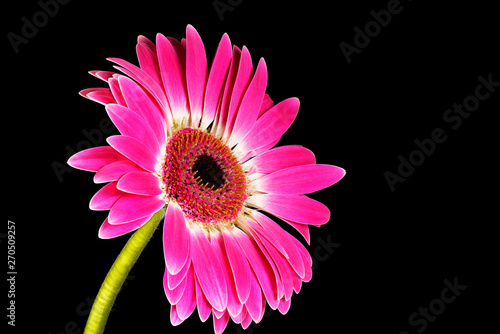 Single Pink Gerbera Flower Isolated on Black Background