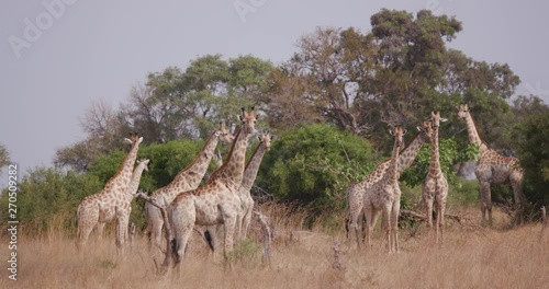 Unusual footage of a large herd of giraffe standing in the African bushveld, Botswana photo