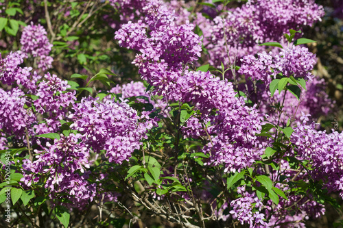 Close up view of beautiful blooming lilacs before evening sunset