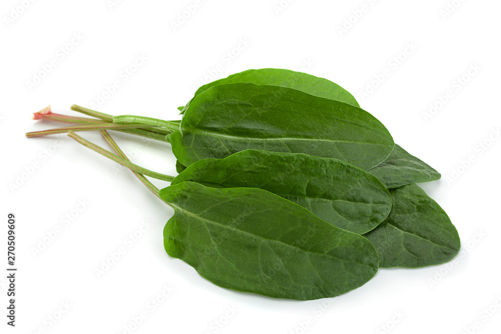 Sorrel leaf on white Sorrel leaf on white