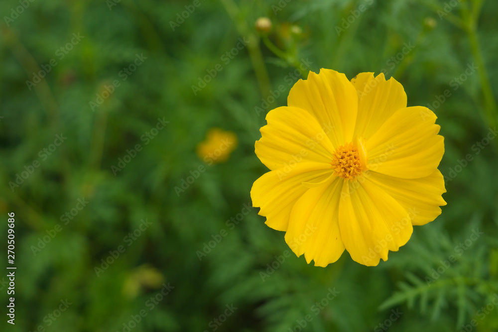 A beautiful yellow cosmos in the park A beautiful yellow cosmos in the park