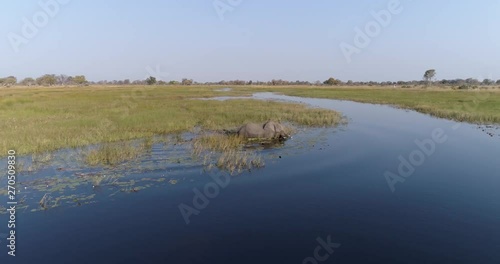 Aerial close-up view of an elephant swimming across a river in the Okavango Delta photo