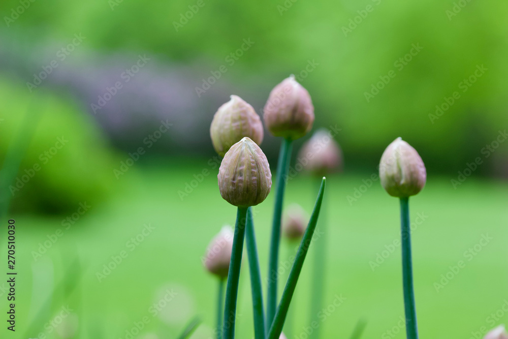 Macro abstract view of unopened flower buds on chive plants Macro abstract view of unopened flower buds on chive plants