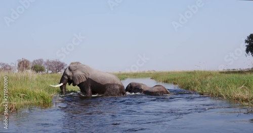 Close-up view of two elephants crossing a river in the Okavango Delta, Botswana photo