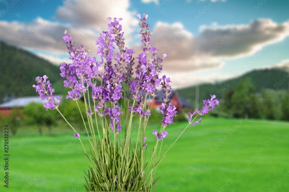 Fototapeta premium Purple Lavender, Lavender Coloured, Flower and natural background
