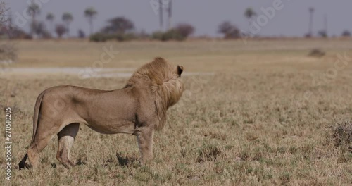 Beautiful shot of male lion standing and looking over the grasslands of Botswana photo