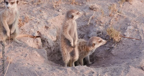 Three meerkats emerging from burrow, Botswana photo