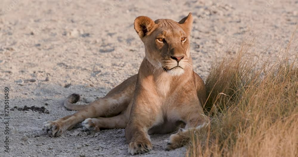 Wide shot of lioness looking around, Botswana Wide shot of lioness looking around, Botswana