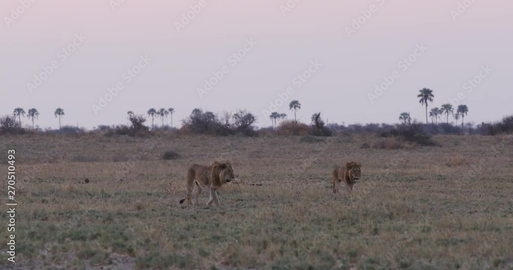 Two male lions walking across the grasslands, Botswana Two male lions walking across the grasslands, Botswana