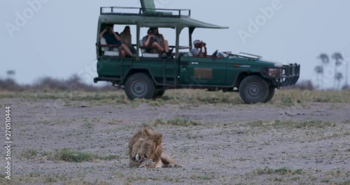 Male lion sitting with tourist 4x4 safari vehicle in the background, Botswana photo