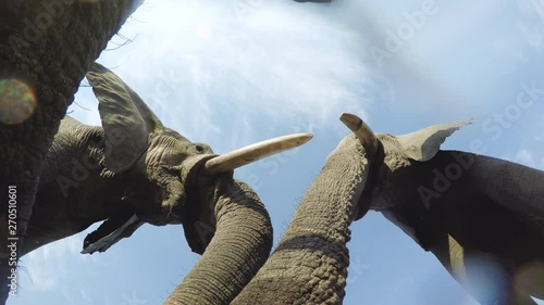 Spectacular footage of elephants drinking water directly above the camera, Okavango Delta, Botswana photo