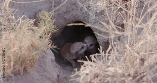 Three cute baby meerkats at burrow entrance, Botswana photo