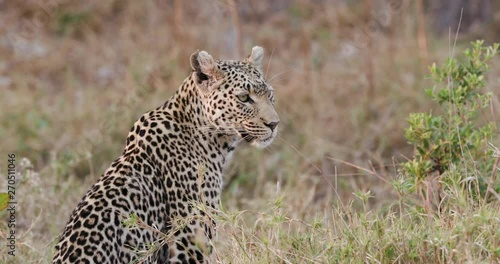 A female leopard sitting in the grass and looking around, Botswana photo