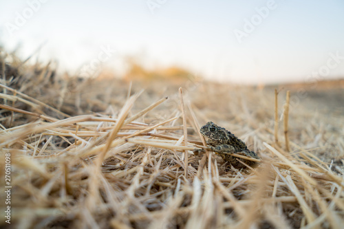 common toad sitting in dry grass.