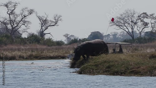 Slow motion view of tourists in a boat watching  a hippo making its way into a river in the Okavango Delta photo