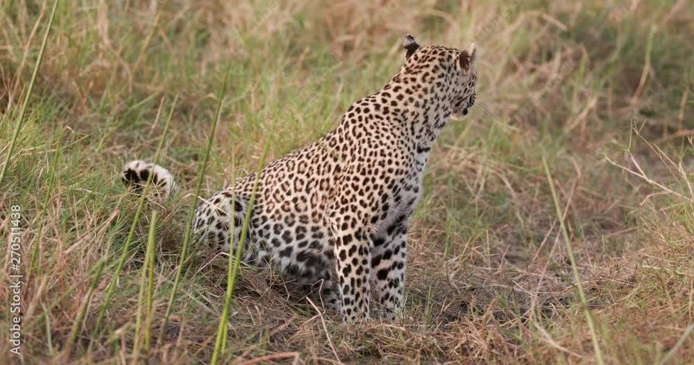 A female leopard drinking water and looking around, Botswana A female leopard drinking water and looking around, Botswana