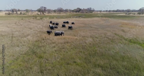 Aerial view of a breeding herd of elephants walking throug the grassy plains of the Okavango Delta photo