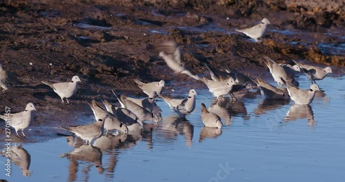 4K view of a group of ring-necked doves drinking water with their reflection in the  waterhole, Botswana photo