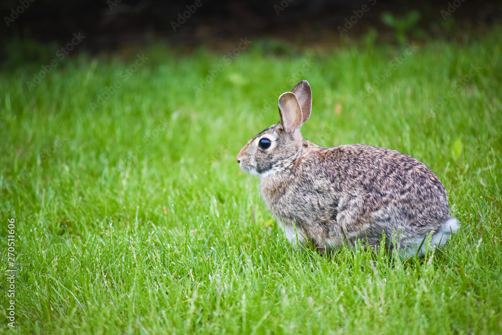 Rabbit Rabbit