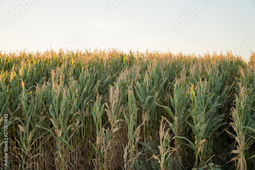 A field of corn growing in tight rows