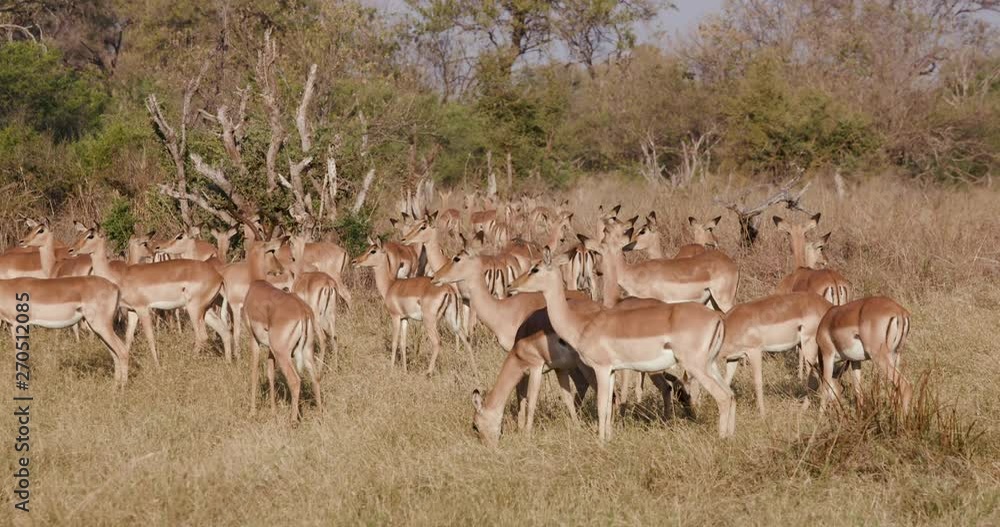 Herd of impalas in the African bush, standing and looking around, Botswana Herd of impalas in the African bush, standing and looking around, Botswana