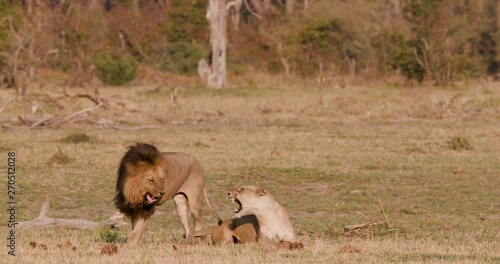 Lions mating, Botswana photo