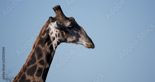 4K close-up cropped side view of giraffe head and neck with a red-billed oxpecker removing ticks, Botswana photo