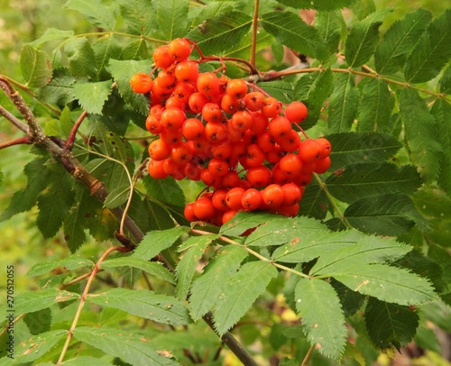 Cluster of orange Western Mountain Ash (Sorbus scopulina) berries in Blue Mountains, Oregon photo