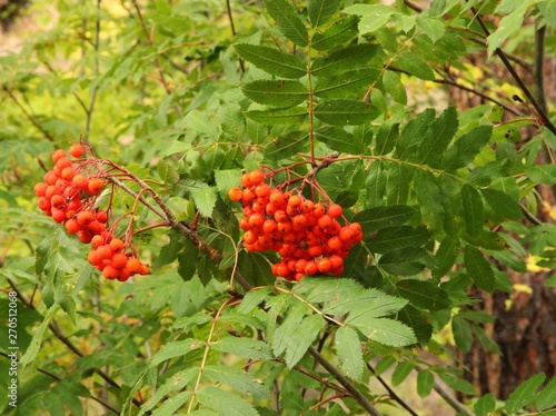 Fényképezés Clusters of orange Western Mountain Ash (Sorbus scopulina) berries in Blue Mount