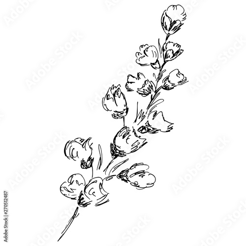 Abstract cotton branch outline icon isolated on white background. Hand Drawn vector illustration. Cotton logo
