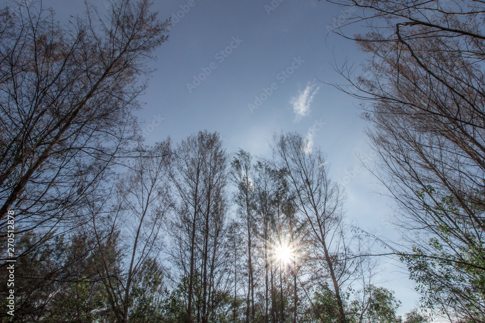 Forest Bush Pine Trees Evening Morning Forest Bush Pine Trees Evening Morning
