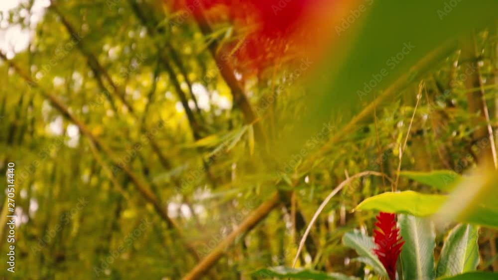 4K UHD 24P flower in the mountains of Jayuya, Puerto Rico. 4K UHD 24P flower in the mountains of Jayuya, Puerto Rico.